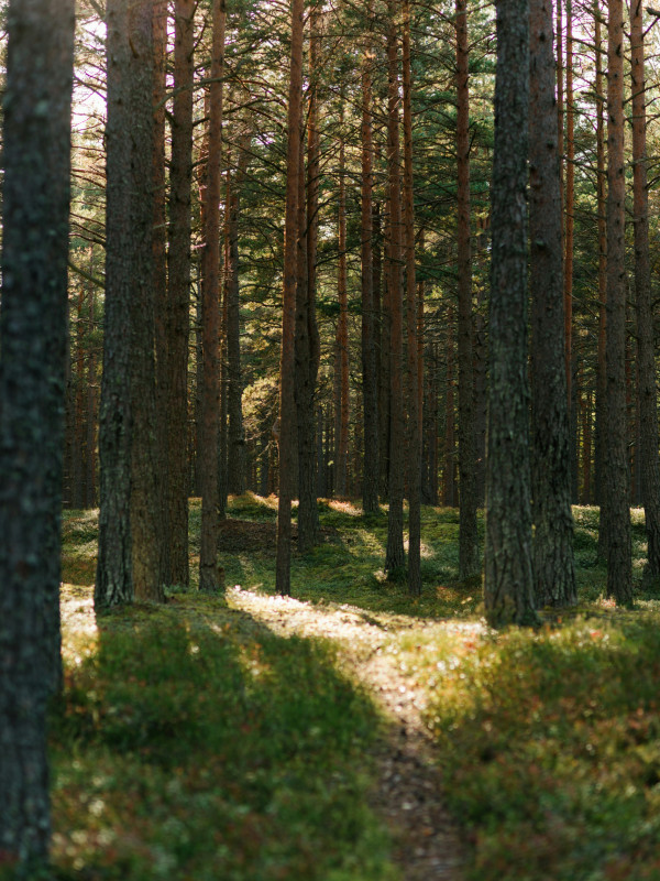 Wildnisfinder &ndash; Jeden letzten Sonntag im Monat